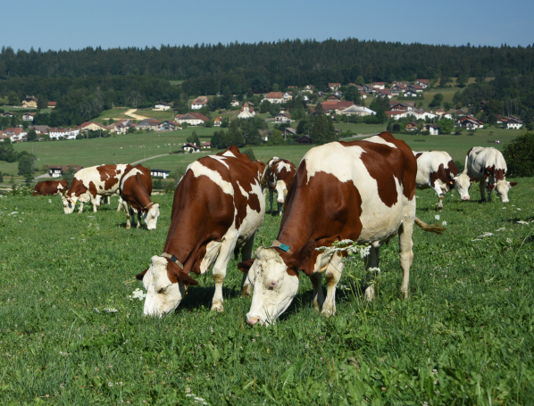 Article Ardèche Editeur